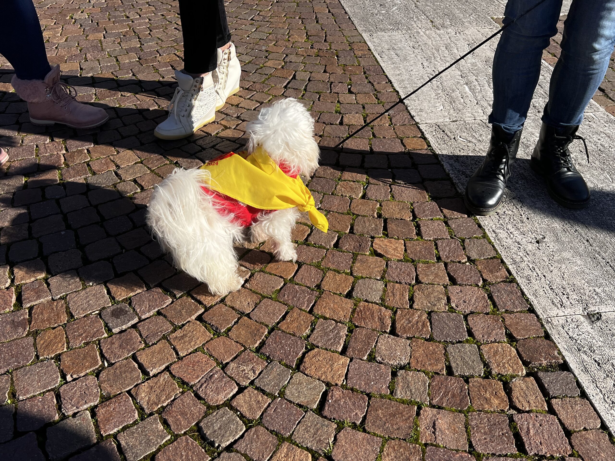 Successo a Santa Maria degli Angeli per il Piatto di Sant’Antonio Abate (foto e video) 116