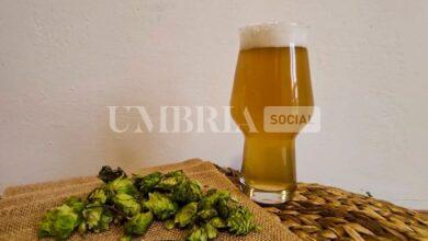 "Umbria terra di Birra", tutto pronto a Perugia per il primo evento dedicato alla filiera del luppolo 5 Luppolo made in italy birra e luppolo
