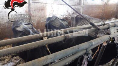 Oltre 80 bovini maltrattati e malnutriti, sequestrato allevamento di Montefalco 6 P1300301 1 scaled