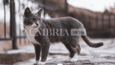 Umbertide, avvelenati sette gatti in pochi giorni: cresce la rabbia dei cittadini 12 Schermata 2024 01 09 alle 115110