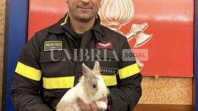 Coniglietto si perde, lo trovano i Vigili del Fuoco nella caserma di Madonna alta a Perugia 4 4014885E 0A19 40A8 AD37 BB24F4531195