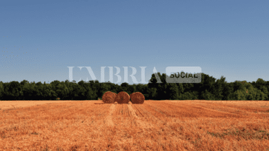 Agricoltura, ecco la piattaforma digitale per semplificare e velocizzare i servizi 3 Schermata 2024 02 01 alle 10.14.06