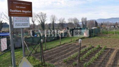 A Città di Castello nascono gli Orti solidali, primo progetto in Umbria di agricoltura sociale 3 WhatsApp Image 2024 02 16 at 13.46.23