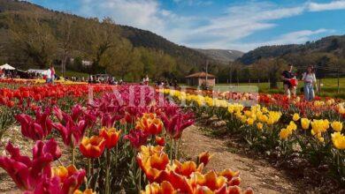 Tulipark torna in Umbria, in primavera a Spoleto lo spettacolo dei tulipani 5 353404738 276132511613781 878096880395819184 n