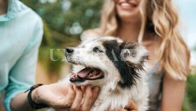 Animali di affezione, stanziati dalla Regione 765mila euro per contrastare l’abbandono 11 Cane