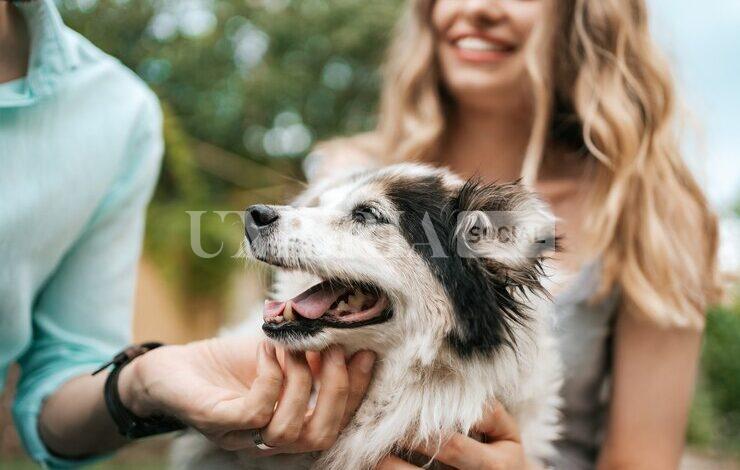 Animali di affezione, stanziati dalla Regione 765mila euro per contrastare l’abbandono 1 Cane