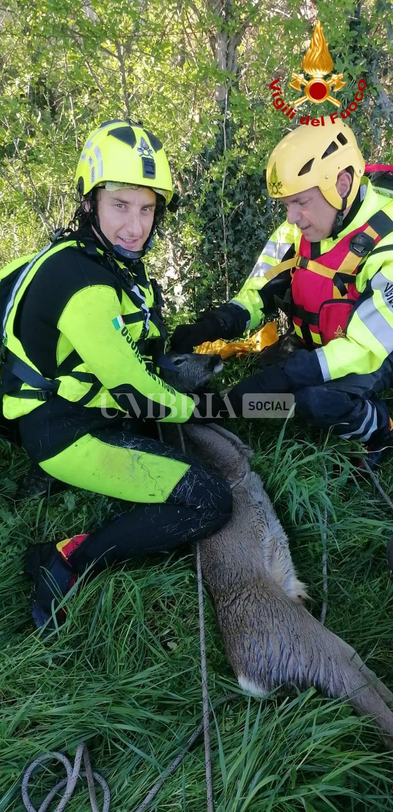 Narni, cucciolo di capriolo rischia di affogare: salvato dai Vigili del fuoco (foto) 2