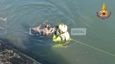 Narni, cucciolo di capriolo rischia di affogare: salvato dai Vigili del fuoco (foto) 8 WhatsApp Image 2024 03 20 at 10.02.29
