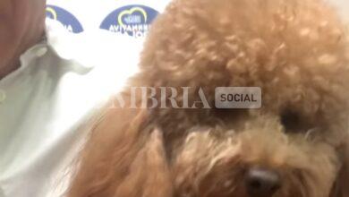 L'ennesima sparata di Stefano Bandecchi: "Alle Europee è arrivato il momento di candidare un vero cane" 4 milo
