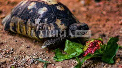 Umbertide, furto al vivaio: rubate tartarughe, cactus e bonsai 21 borderpolar photographer v1mwCYathVA unsplash scaled
