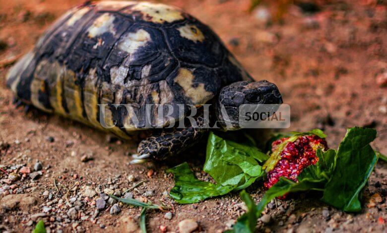 Umbertide, furto al vivaio: rubate tartarughe, cactus e bonsai 1 borderpolar photographer v1mwCYathVA unsplash scaled