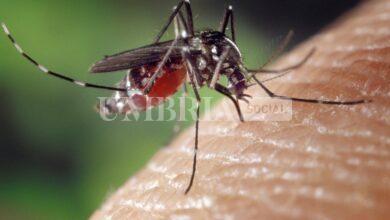 Caso virus Dengue a Terni, lo comunica Usl Umbria 2: via alla disinfestazione urgente 2 zanzara tigre