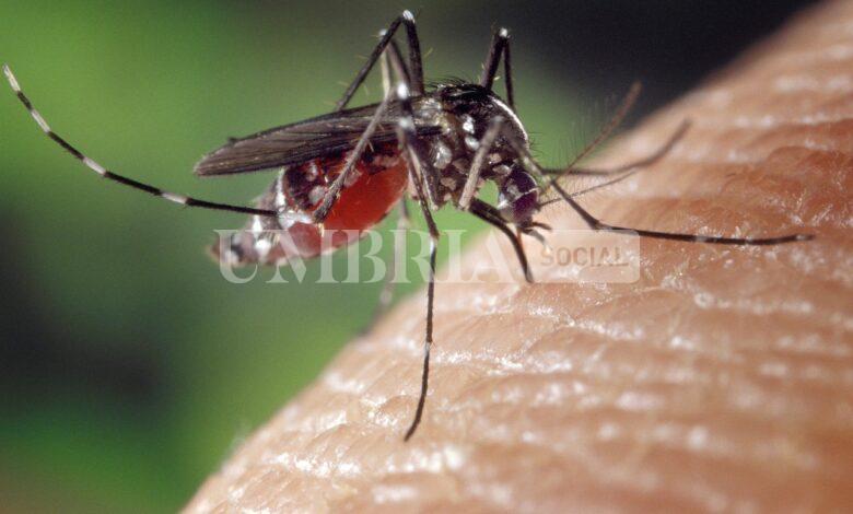 Caso virus Dengue a Terni, lo comunica Usl Umbria 2: via alla disinfestazione urgente 1 zanzara tigre