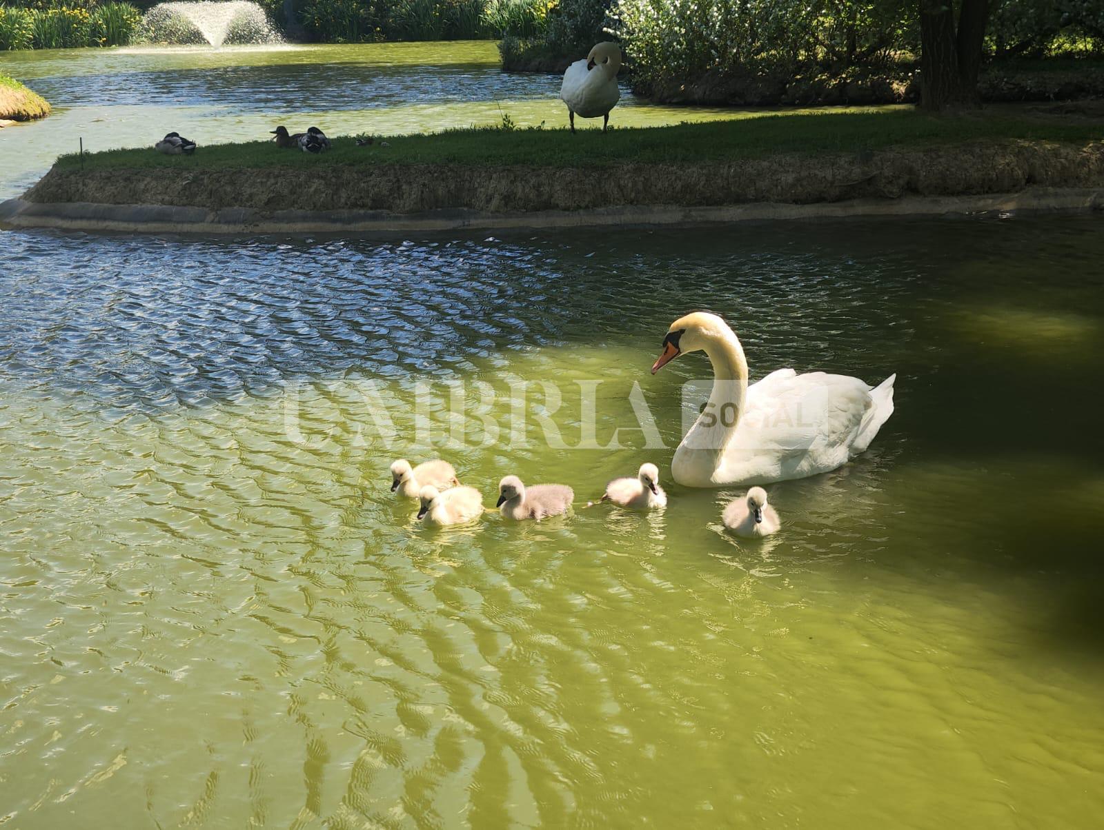 Città di Castello, nati cinque cigni al parco comunale di Rignaldello (foto) 2