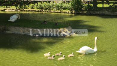 Città di Castello, nati cinque cigni al parco comunale di Rignaldello (foto) 18 WhatsApp Image 2024 05 19 at 13.06.00