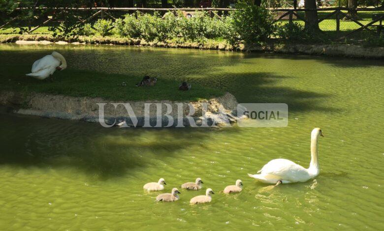 Città di Castello, nati cinque cigni al parco comunale di Rignaldello (foto) 1 WhatsApp Image 2024 05 19 at 13.06.00