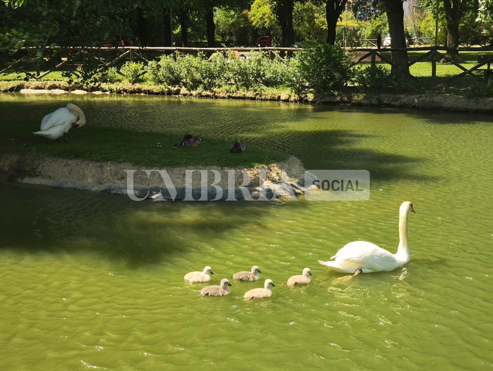 Città di Castello, nati cinque cigni al parco comunale di Rignaldello (foto) 8