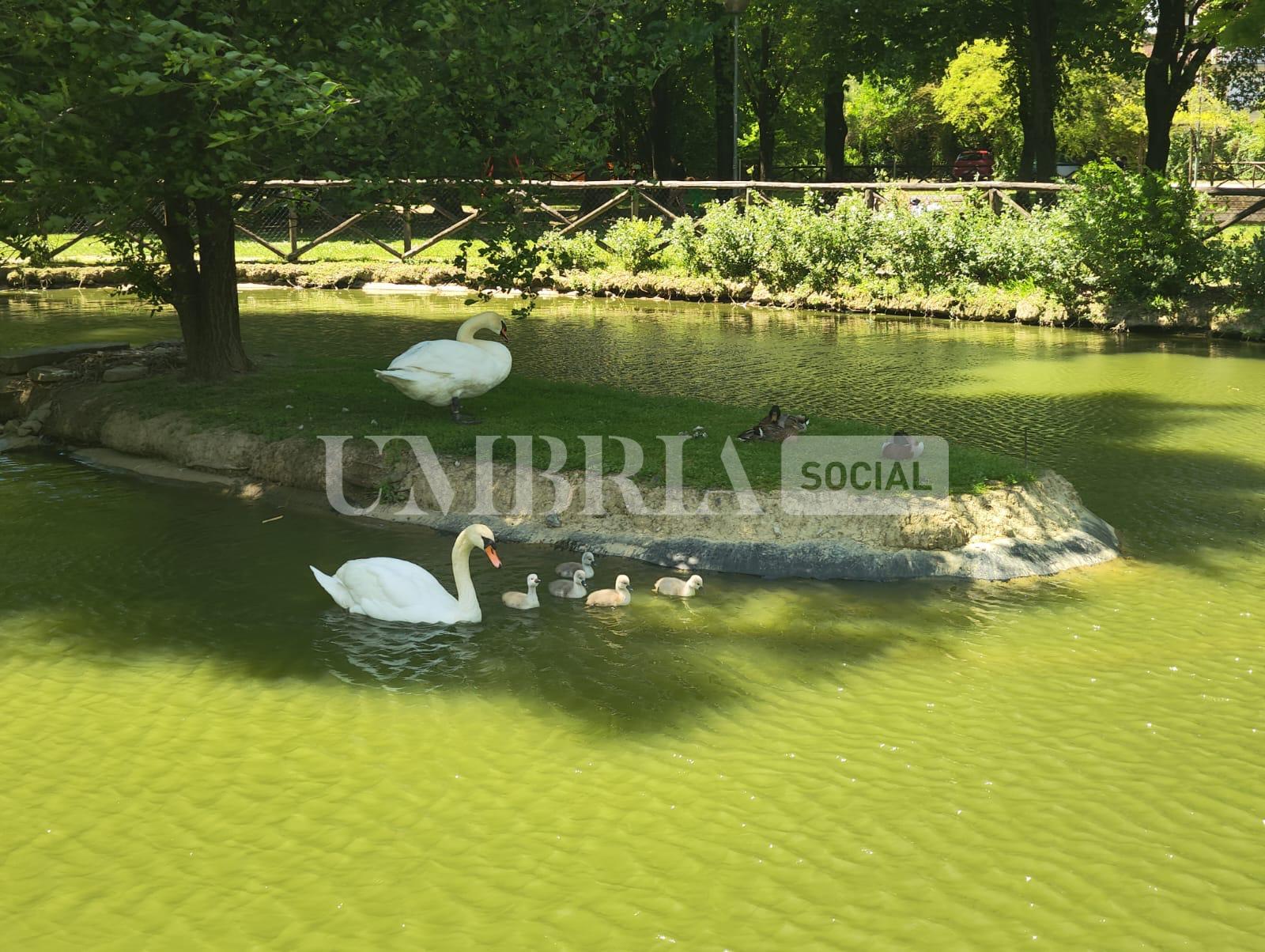 Città di Castello, nati cinque cigni al parco comunale di Rignaldello (foto) 10