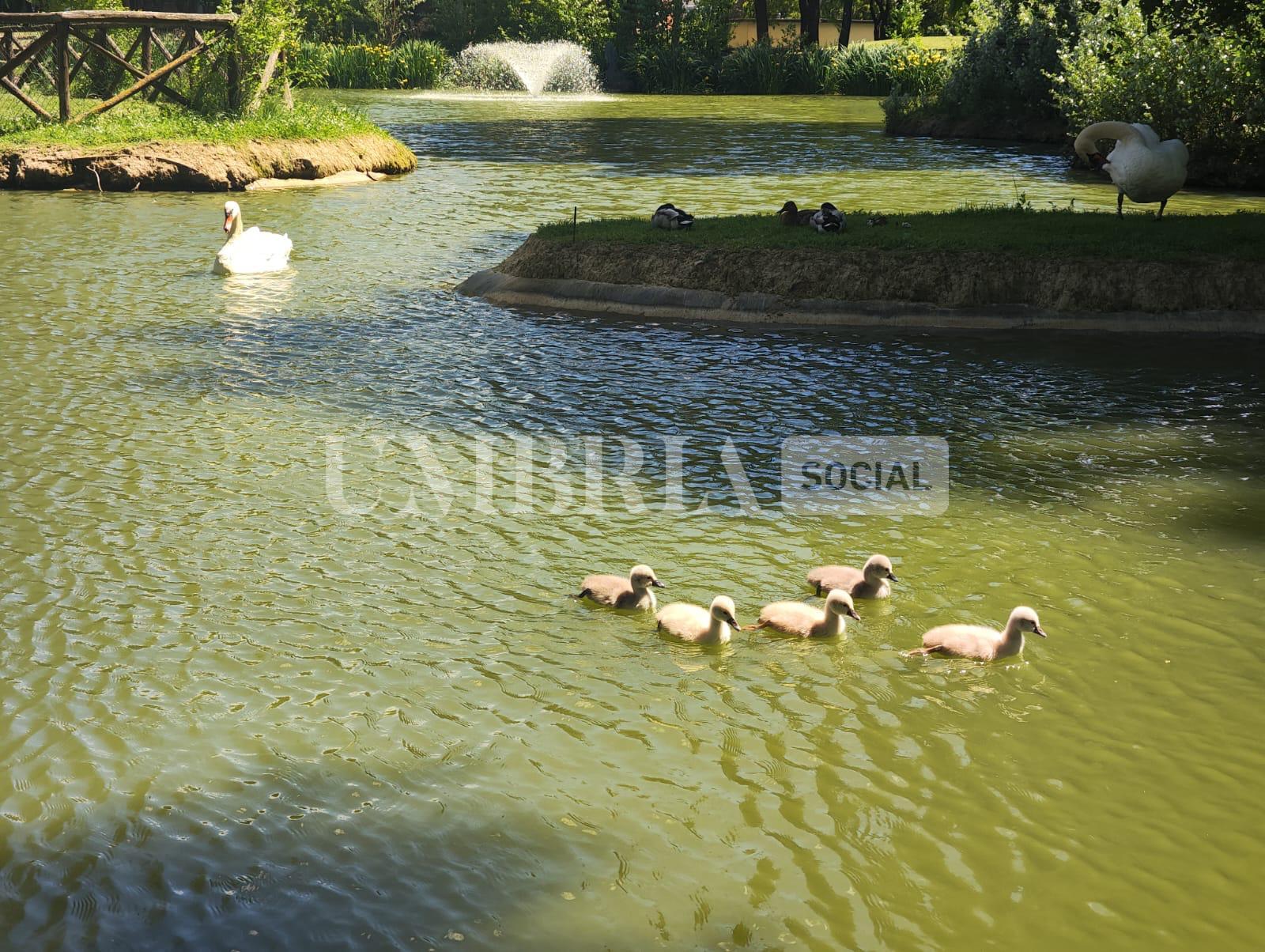 Città di Castello, nati cinque cigni al parco comunale di Rignaldello (foto) 12