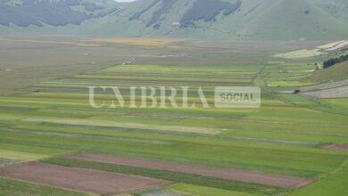 Castelluccio, tutto pronto per la fioritura 2024: il piano di viabilità 25