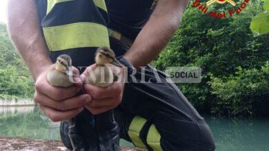 Pulcini di germano scivolano nel laghetto vicino le Marmore: salvati 7