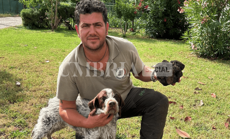 Tartufi per la ricerca: due maxi ‘neri’ estivi al centro di una cena di beneficenza a Pietralunga 2 Tartufi per la ricerca: due maxi ‘neri’ estivi al centro di una cena di beneficenza a Pietralunga 1