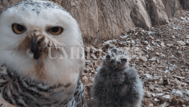 Alla Città della Domenica è nato un piccolo gufo delle nevi: ecco Hibou 3
