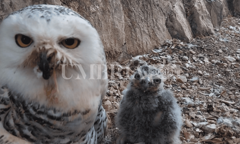 Alla Città della Domenica è nato un piccolo gufo delle nevi: ecco Hibou 2 Alla Città della Domenica è nato un piccolo gufo delle nevi: ecco Hibou 1