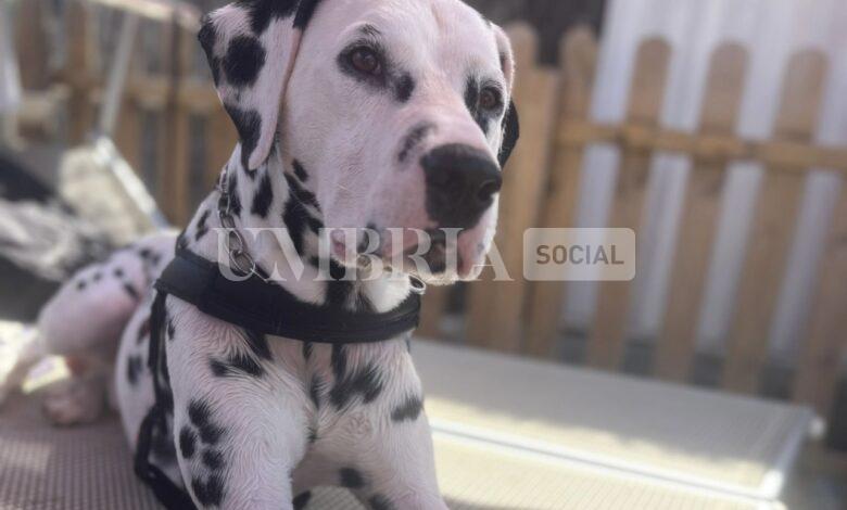 Contro l’abbandono degli animali torna la campagna della Polizia di Stato #senontiportononparto (video) 2 Contro l’abbandono degli animali torna la campagna della Polizia di Stato #senontiportononparto (video) 1