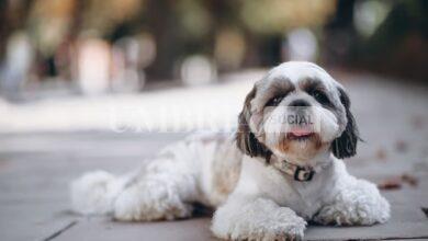 Cane chiuso in auto sotto al sole salvato dai contradaioli: donna denunciata dai Carabinieri 23 Cane chiuso in auto sotto al sole salvato dai contradaioli: donna denunciata dai Carabinieri 22