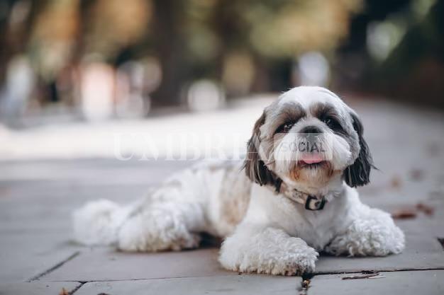 Cane chiuso in auto sotto al sole salvato dai contradaioli: donna denunciata dai Carabinieri 2 Cane chiuso in auto sotto al sole salvato dai contradaioli: donna denunciata dai Carabinieri 1