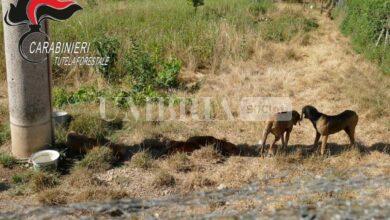 Cani in un terreno senza spazi all'ombra e con poca acqua e cibo: denunciato il proprietario 8
