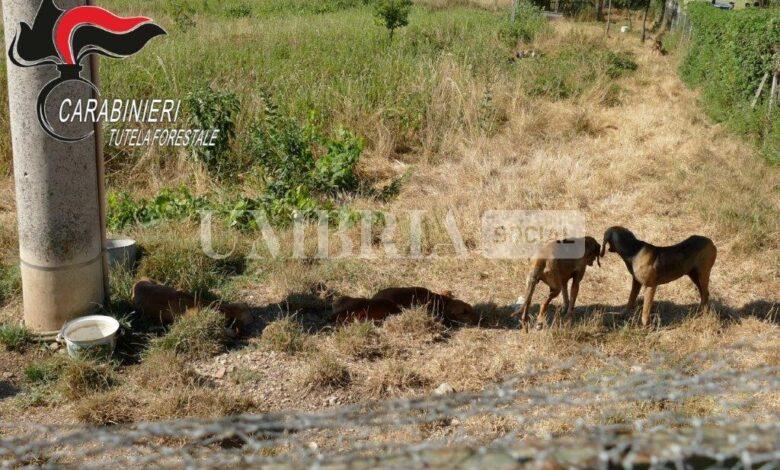 Cani in un terreno senza spazi all'ombra e con poca acqua e cibo: denunciato il proprietario 2 Cani in un terreno senza spazi all'ombra e con poca acqua e cibo: denunciato il proprietario 1