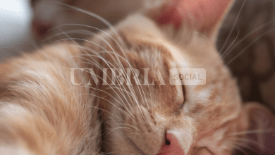 Gatto