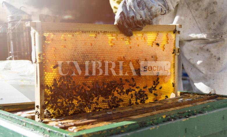 Apicoltura, destinati oltre 480mila euro a sostegno del settore: il bando 2 Apicoltura, destinati oltre 480mila euro a sostegno del settore: il bando 1