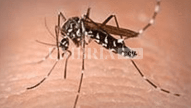 Caso di Dengue a Ferentillo: lo segnala l'Azienda Usl Umbria 2, gli accorgimenti 1