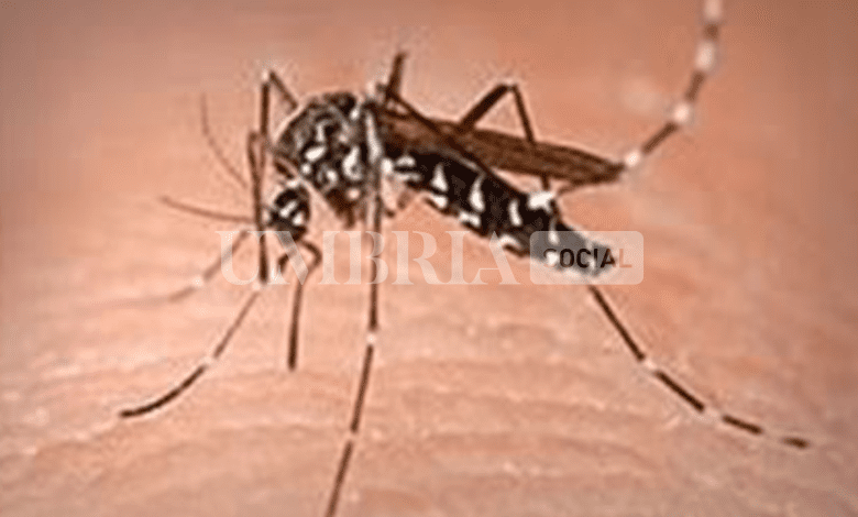 Caso di Dengue a Ferentillo: lo segnala l'Azienda Usl Umbria 2, gli accorgimenti 2 Caso di Dengue a Ferentillo: lo segnala l'Azienda Usl Umbria 2, gli accorgimenti 1