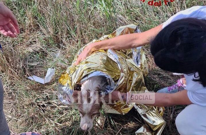 Deruta, cane cade in un pozzo: salvato dai vigili del fuoco 2 Deruta, cane cade in un pozzo: salvato dai vigili del fuoco 1