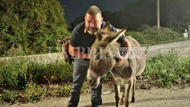 Fuggono dal recinto e rischiano di causare un incidente: salvati due asinelli 10 Fuggono dal recinto e rischiano di causare un incidente: salvati due asinelli 9