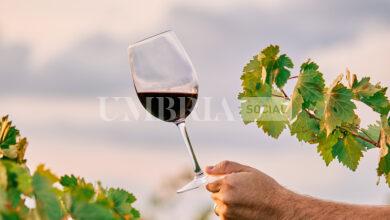 Le eccellenze vitivinicole italiane sbarcano a Chicago: anche l'Umbria al 'Vinitaly.USA 2024' 15 Vino
