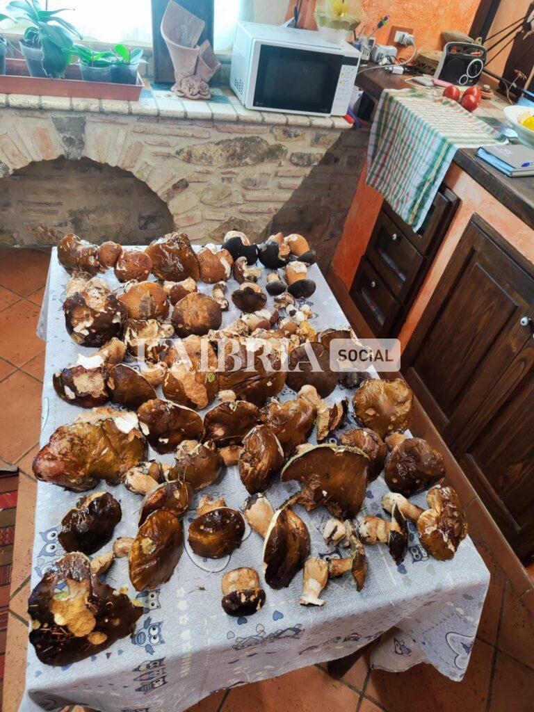 In Umbria una raccolta da record di porcini: nel marscianese oltre 1000 in un weekend 3
