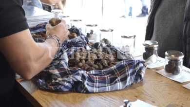 Pietralunga dà il via in umbria agli eventi dedicati al tartufo bianco 3