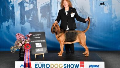 Laura Benedetti e la sua bloodhound Valery trionfano in Slovenia conquistando il titolo di European Winner (foto) 11
