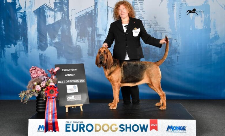 Laura Benedetti e la sua bloodhound Valery trionfano in Slovenia conquistando il titolo di European Winner (foto) 1