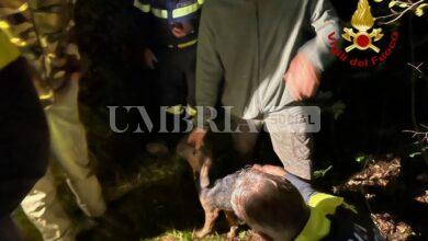 Gino salvato dai vigili del fuoco: segugio maremmano recuperato da un cunicolo carsico 8 Gino salvato dai vigili del fuoco: segugio maremmano recuperato da un cunicolo carsico 7