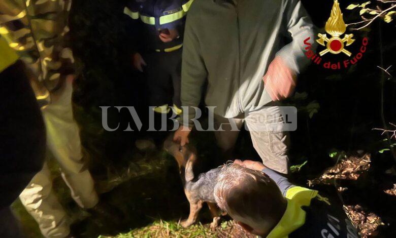 Gino salvato dai vigili del fuoco: segugio maremmano recuperato da un cunicolo carsico 2 Gino salvato dai vigili del fuoco: segugio maremmano recuperato da un cunicolo carsico 1