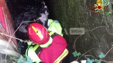 Segugio cade in un pozzo durante la battuta di caccia: salvato dai vigili del fuoco 11