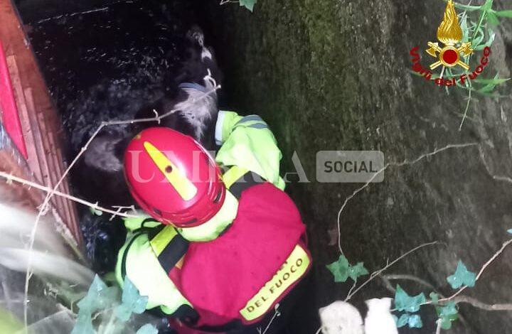 Segugio cade in un pozzo durante la battuta di caccia: salvato dai vigili del fuoco 2 Segugio cade in un pozzo durante la battuta di caccia: salvato dai vigili del fuoco 1