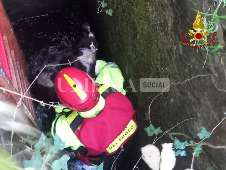 Segugio cade in un pozzo durante la battuta di caccia: salvato dai vigili del fuoco 3