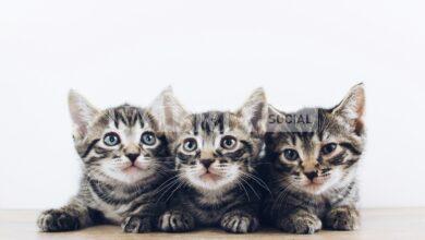 Spoleto, almeno dieci gatti uccisi con bocconi avvelenati: la rabbia dei residenti 4 Spoleto, almeno dieci gatti uccisi con bocconi avvelenati: la rabbia dei residenti 3